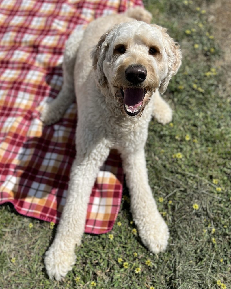 Ted waiting patiently for his treat