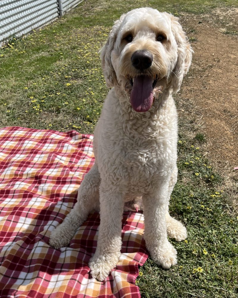 Ted showing that he can sit when asked