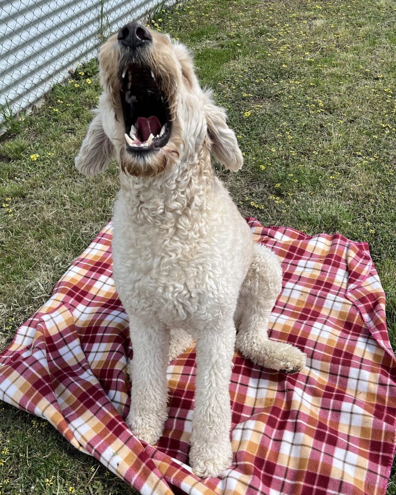 Ted barking as he didn't get his treat as quickly as he thought he should