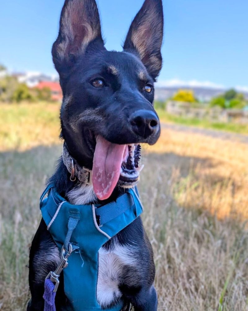Lucy sitting nicely and looking off into the distance with her tongue out