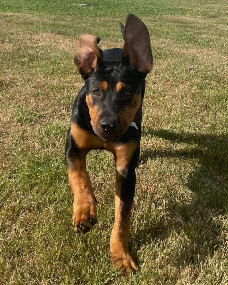 Ace running towards the camera