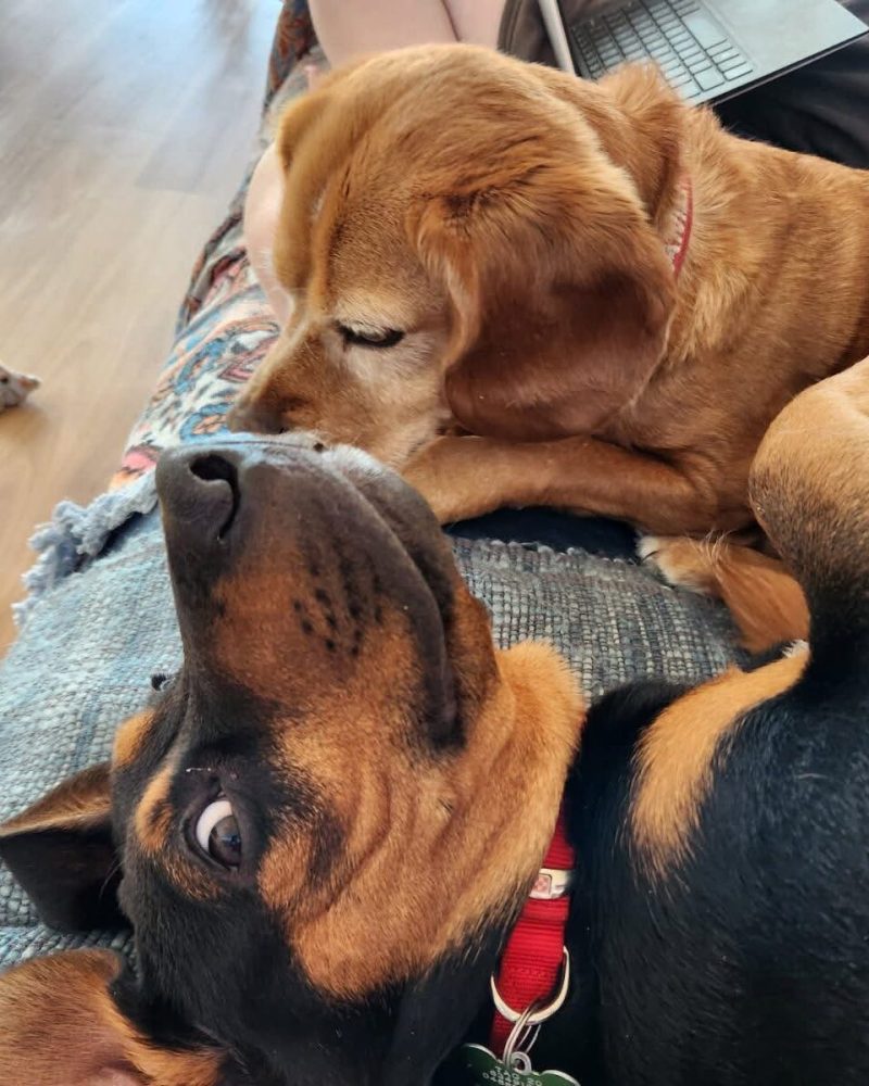 Ace on the couch next to his foster carer's dog