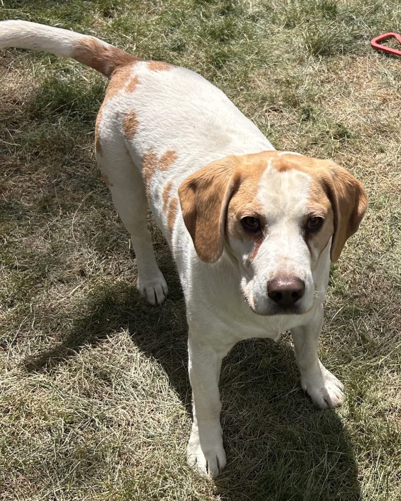 Arlo standing outside in the sunshine
