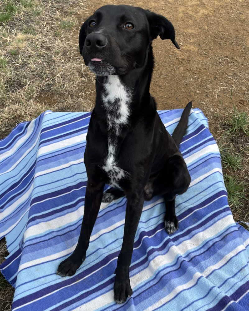 Pixel sitting outside on a blanket with a little tongue blep