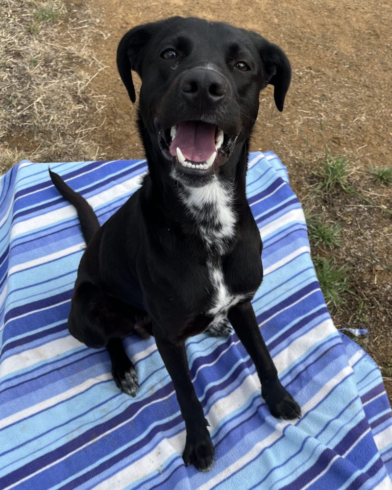 Pixel sitting outside on a blanket happily waiting for his treat