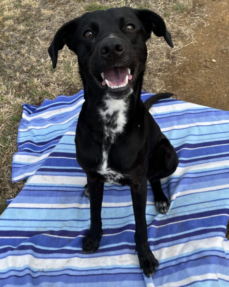 Pixel sitting outside on a blanket happily waiting for his treat