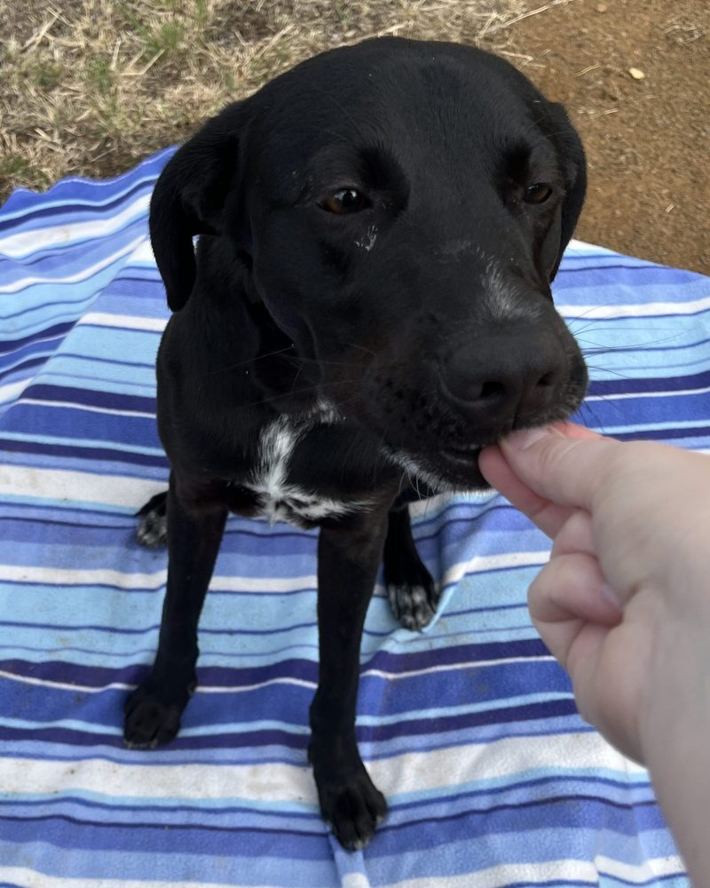 Pixel sitting on a blanket and gently taking a treat
