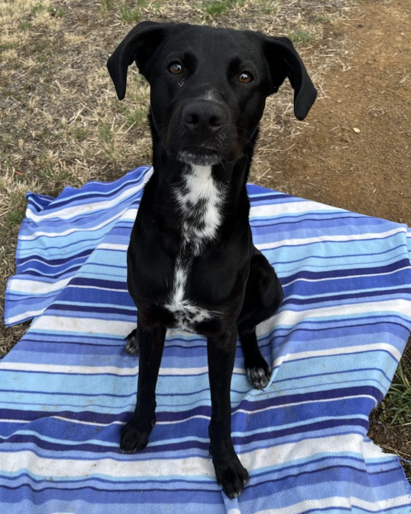 Pixel sitting outside on a blanket waiting for his treat