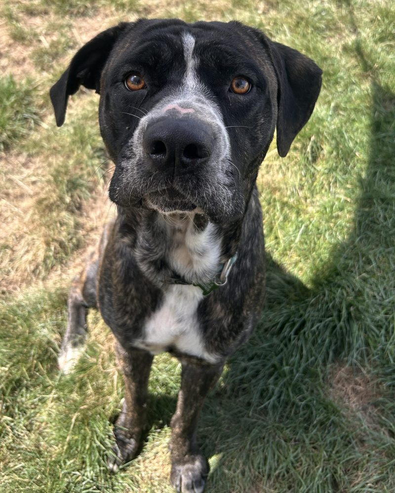 Gravy sitting looking up at the camera