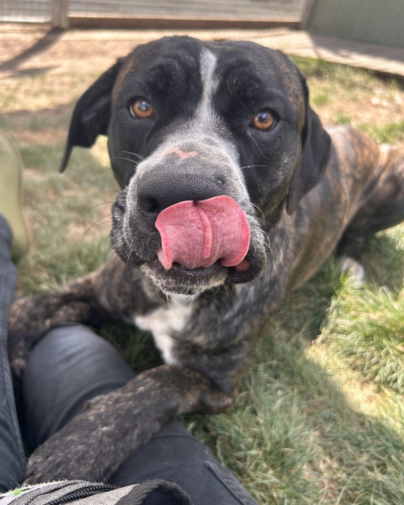 Gravy lying with his paws on staff member licking his lips