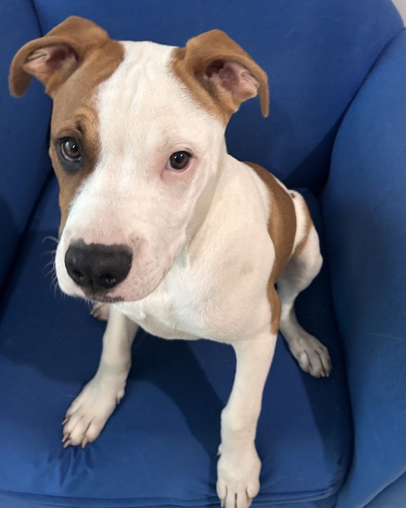 Hash brown sitting on a chair