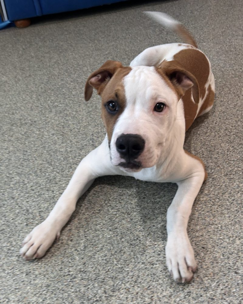 Hash brown lying down on the floor looking at the camera