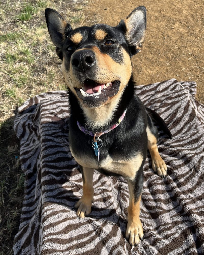 Tootsie sitting on a blanket outside