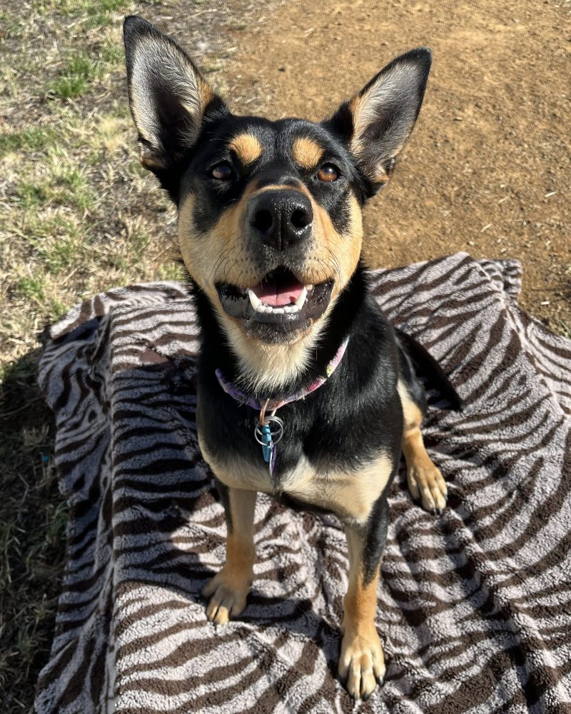 Tootsie sitting on a blanket outside