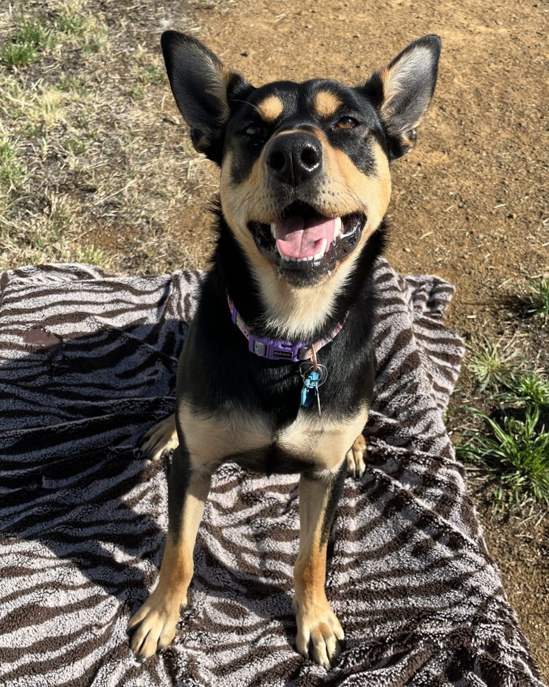 Tootsie showing off how well she can sit