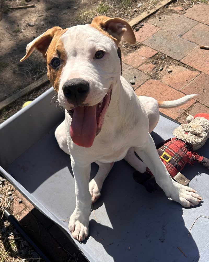 Hash Brown sitting on a dog bed looking at the camera