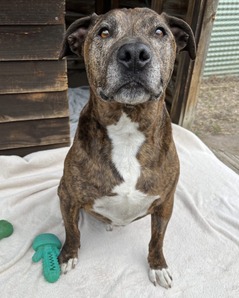 Mufasa sitting in front of a kennel looking serious