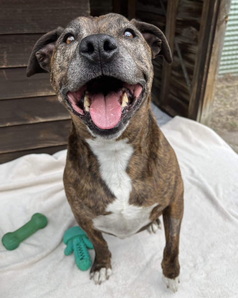Mufasa sitting in front of a kennel looking happy