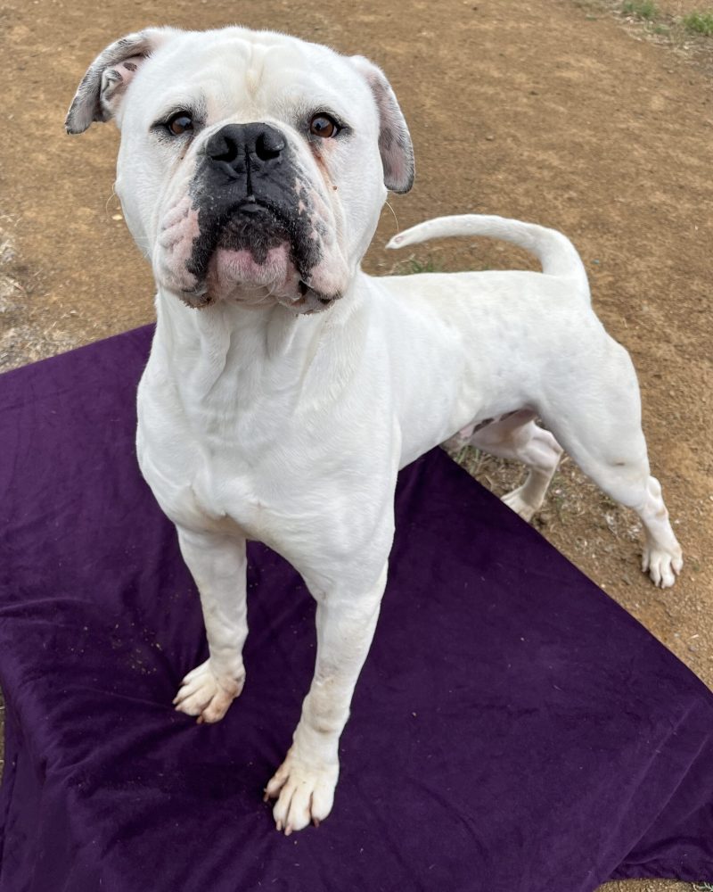 Benjamin standing outside on a dog bed looking serious