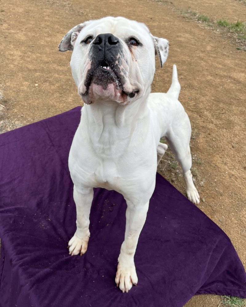 Benjamin standing outside on a dog bed looking goofy