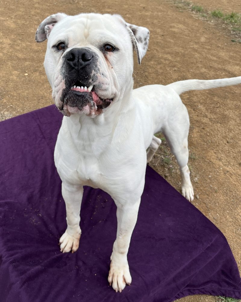 Benjamin standing outside on a dog bed looking goofy