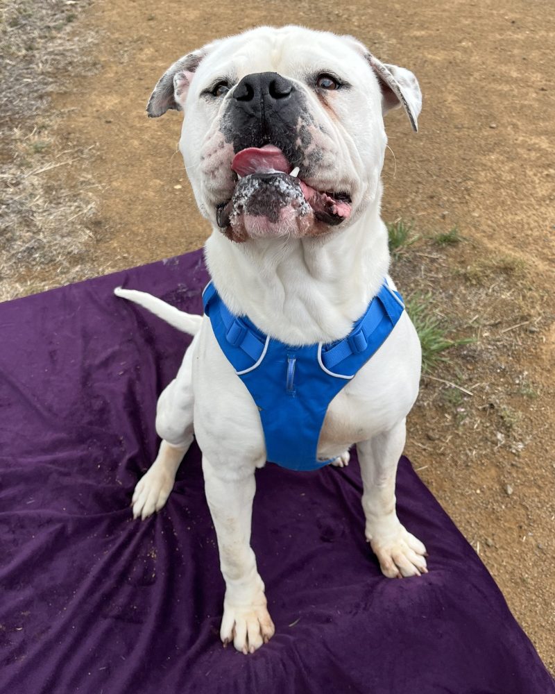 Benjamin sitting patiently for a treat