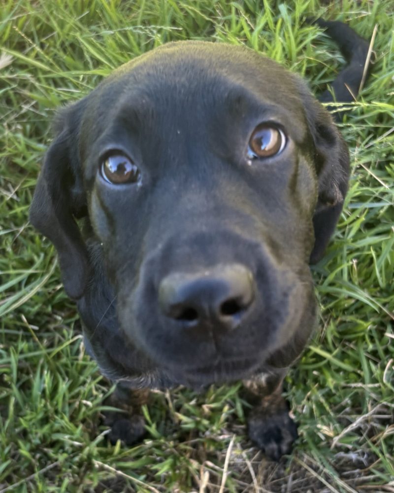 Violet sitting on the grass looking up at the camera adorably