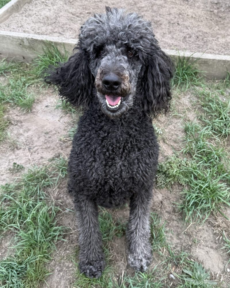 Pearl sitting outside looking happy