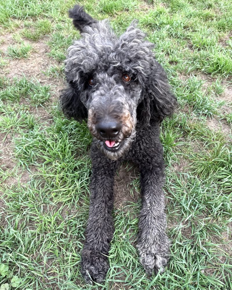 Pearl lying down outside looking happy