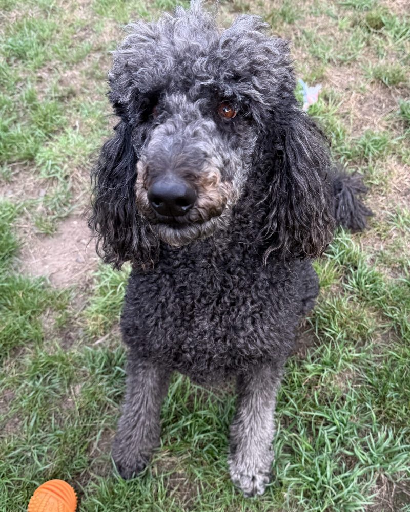 Pearl sitting outside with a goofy expression