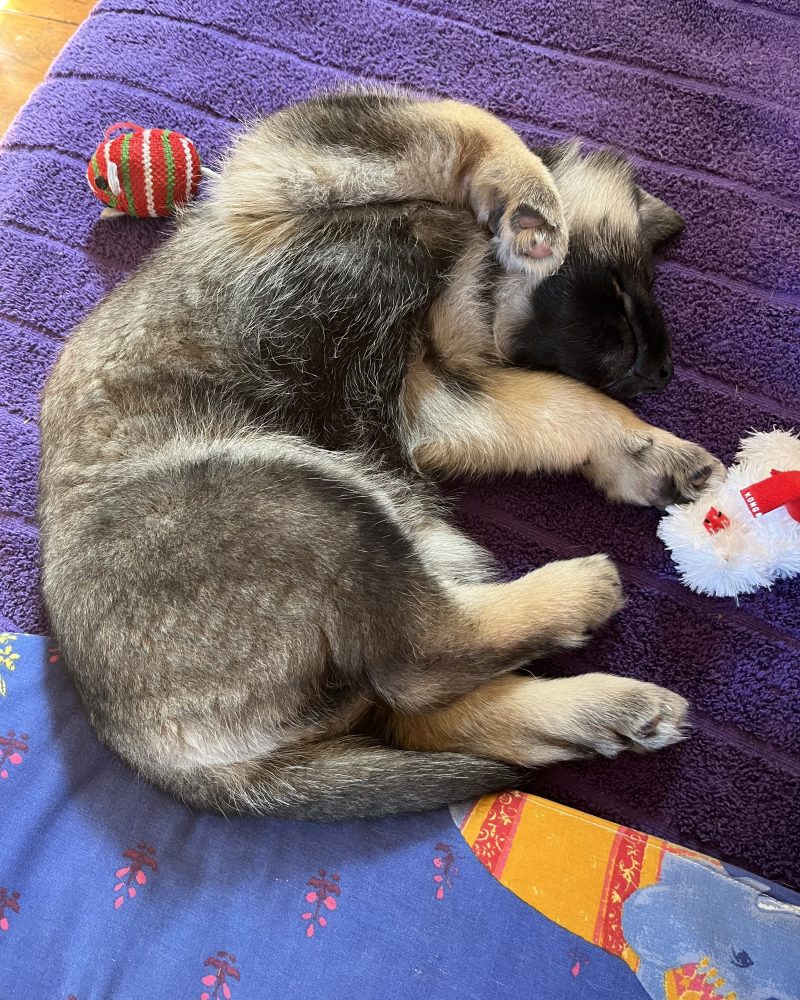 Polly rolling over on a dog bed with her toys