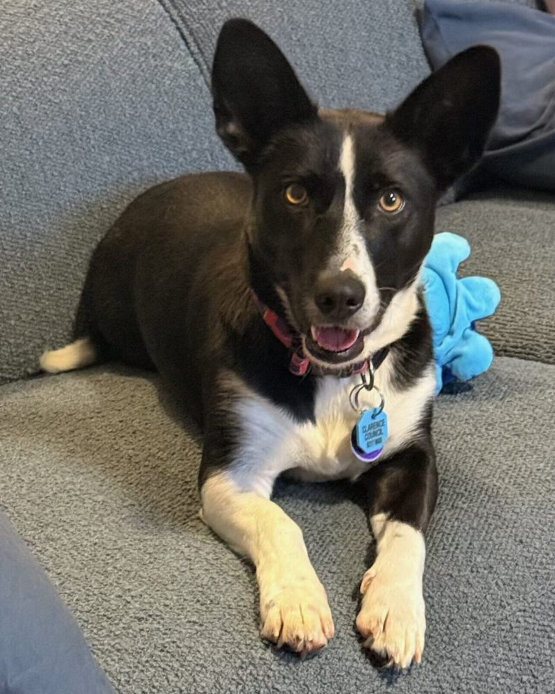 Skye lying on a couch in foster care