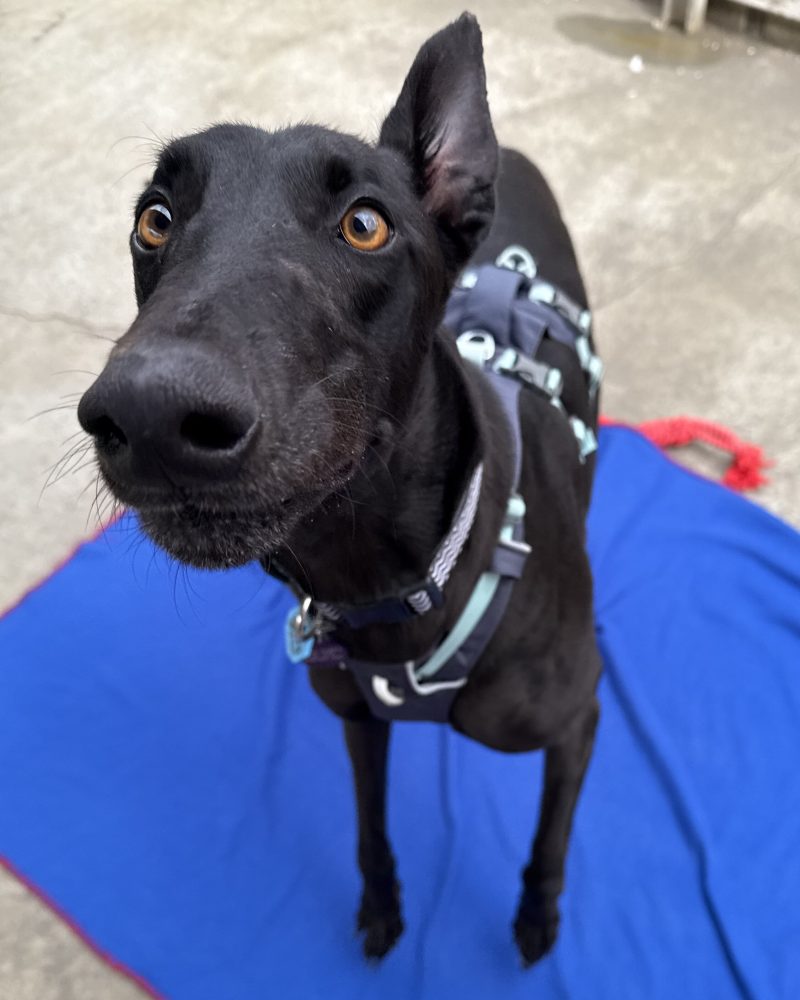Dexter standing outside with his one ear up