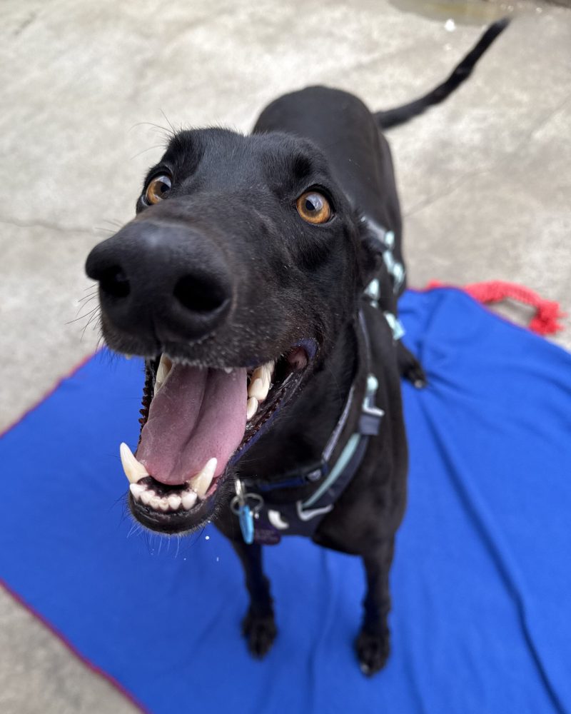 Dexter standing on a blanket with his mouth open looking happy
