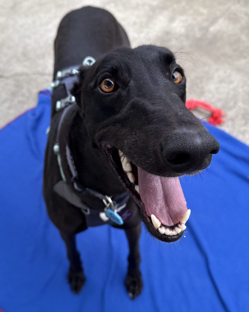 Dexter standing on a blanket with his mouth open looking happy