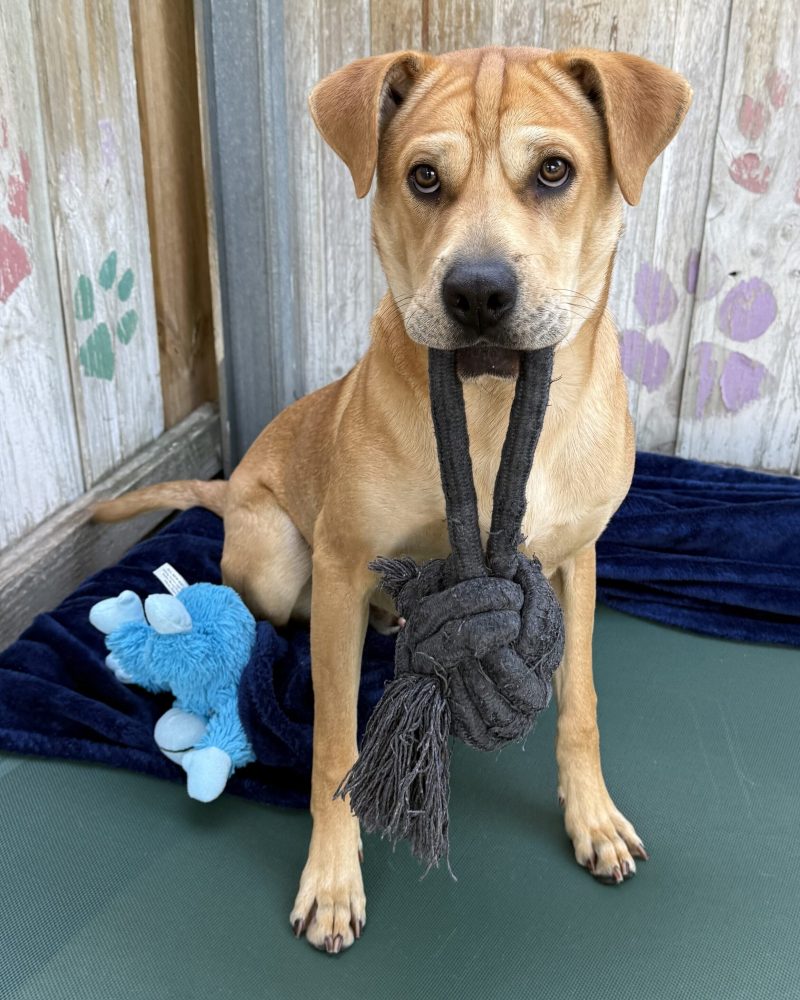 Bruno sitting on a dog bed with a tug toy in his mouth