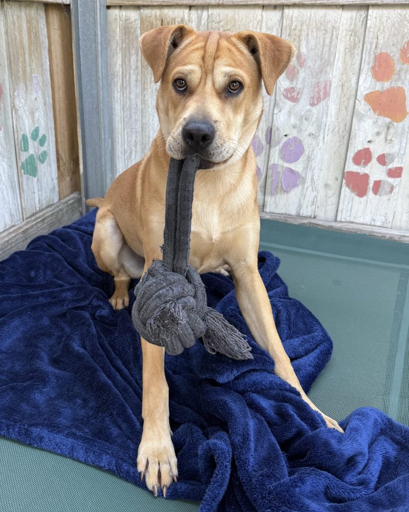 Bruno sitting on a dog bed with a tug toy in his mouth