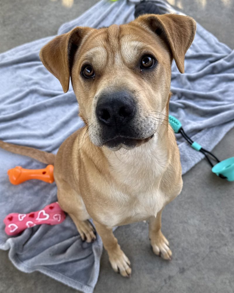 Bruno sitting on a blanket surrounded by toys