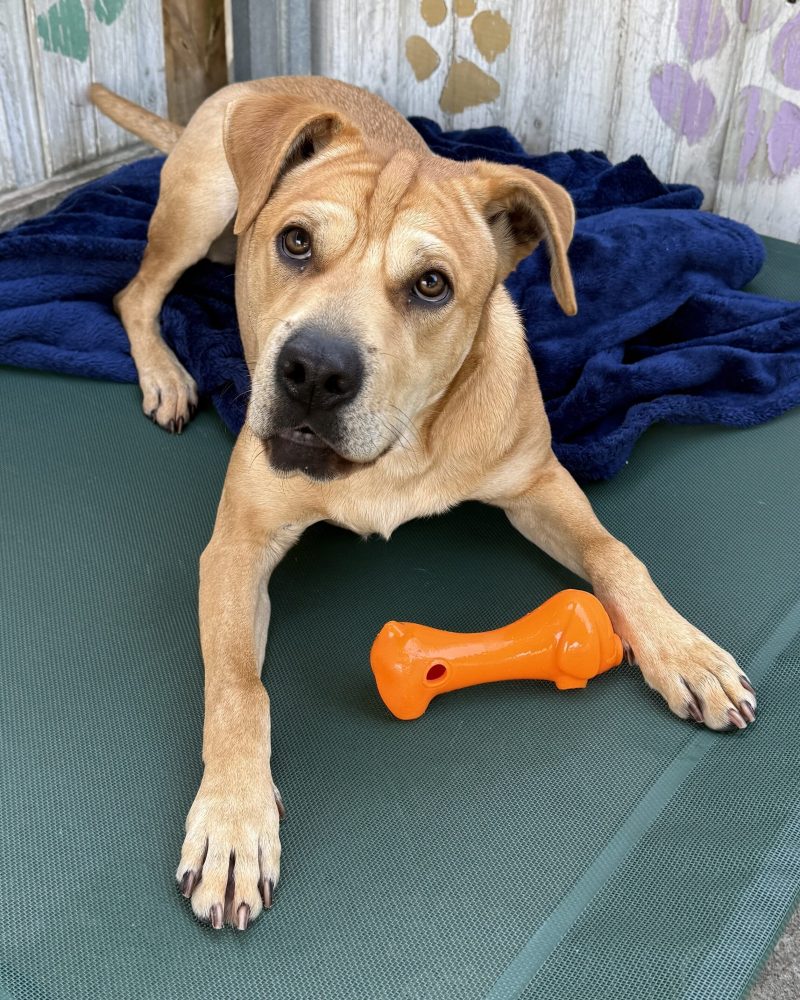 Bruno lying on a dog bed ready to play with a toy