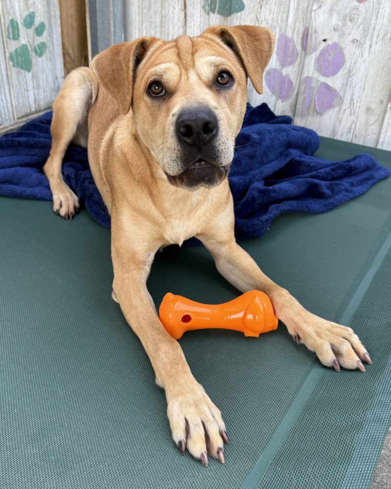 Bruno lying on a dog bed ready to play with a toy