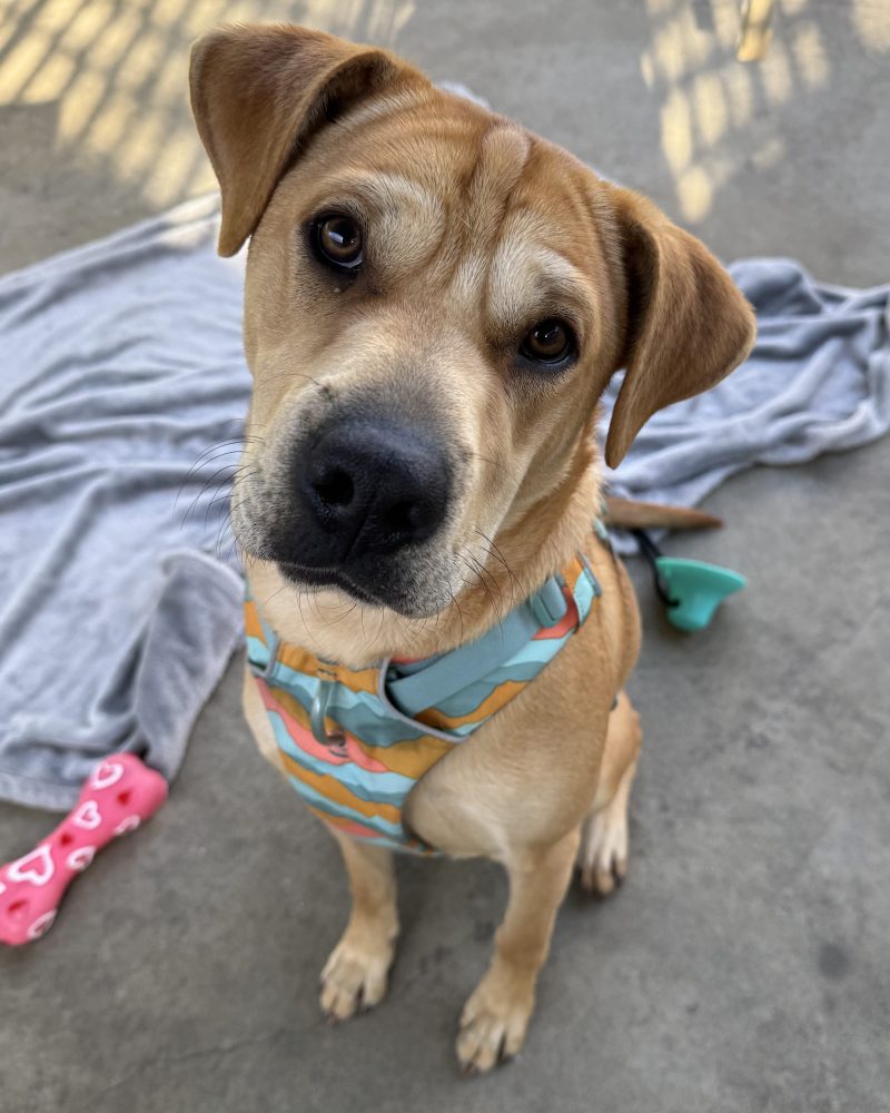 Bruno being cute with a head tilt for the camera