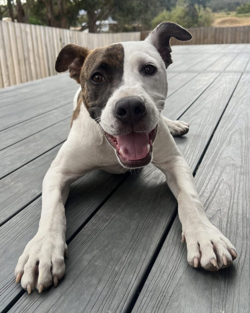 Patchy lying down on the deck looking happy