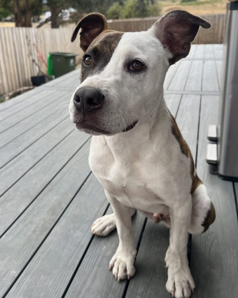 Patchy showing how well he can sit when asked