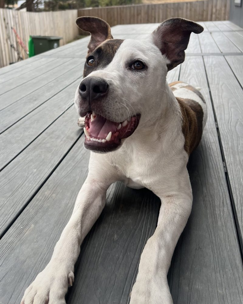 Patchy lying on a deck with a smile on his face