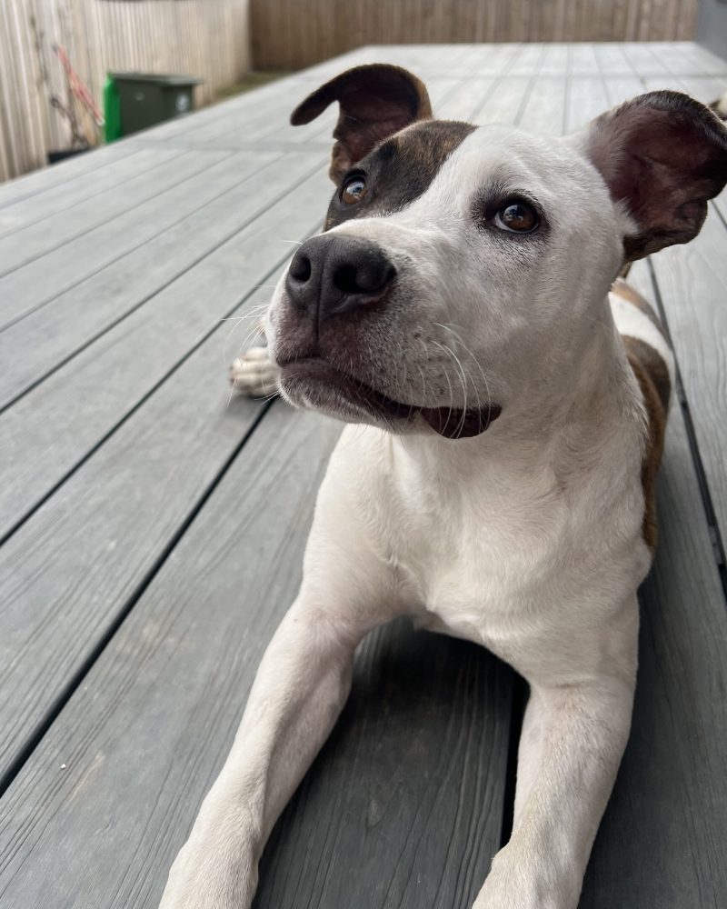 Patchy lying down on a deck