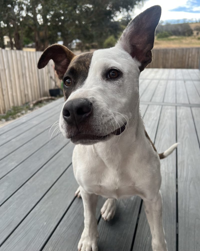 Patchy with one ear sticking up