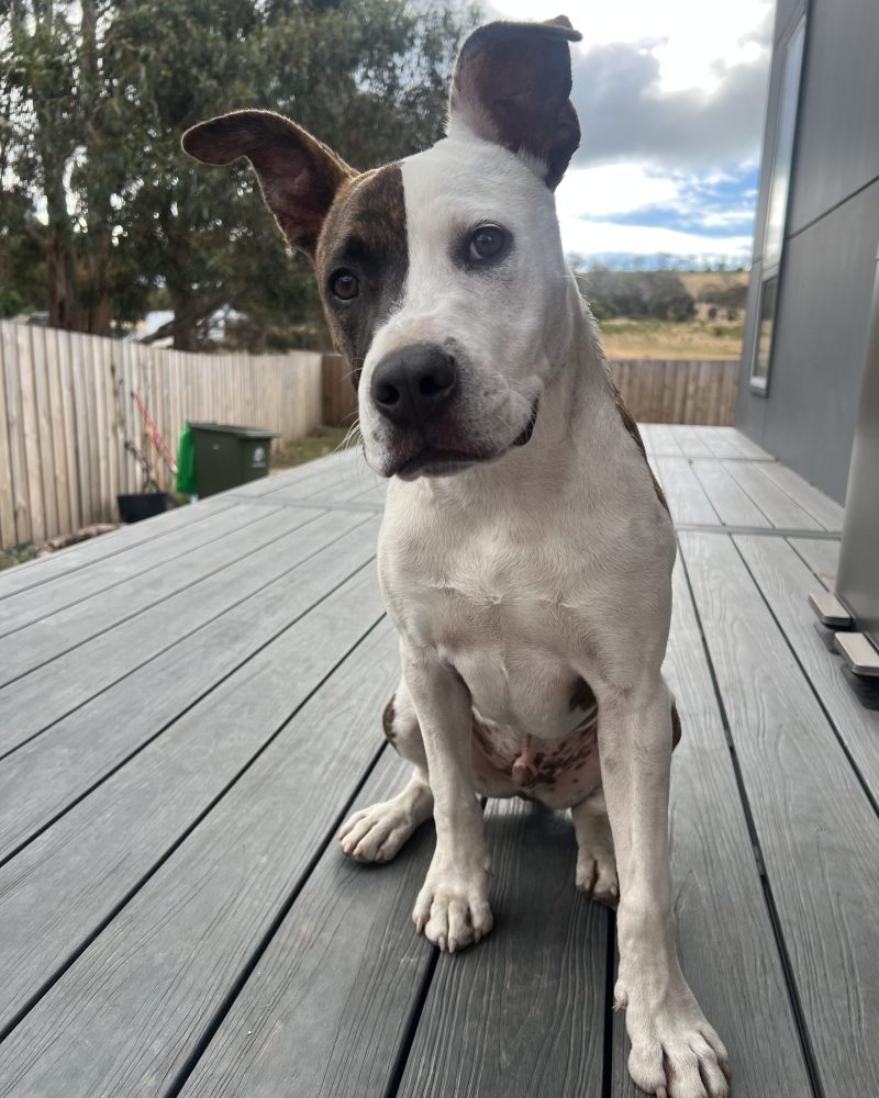 Patchy showing off his big ears
