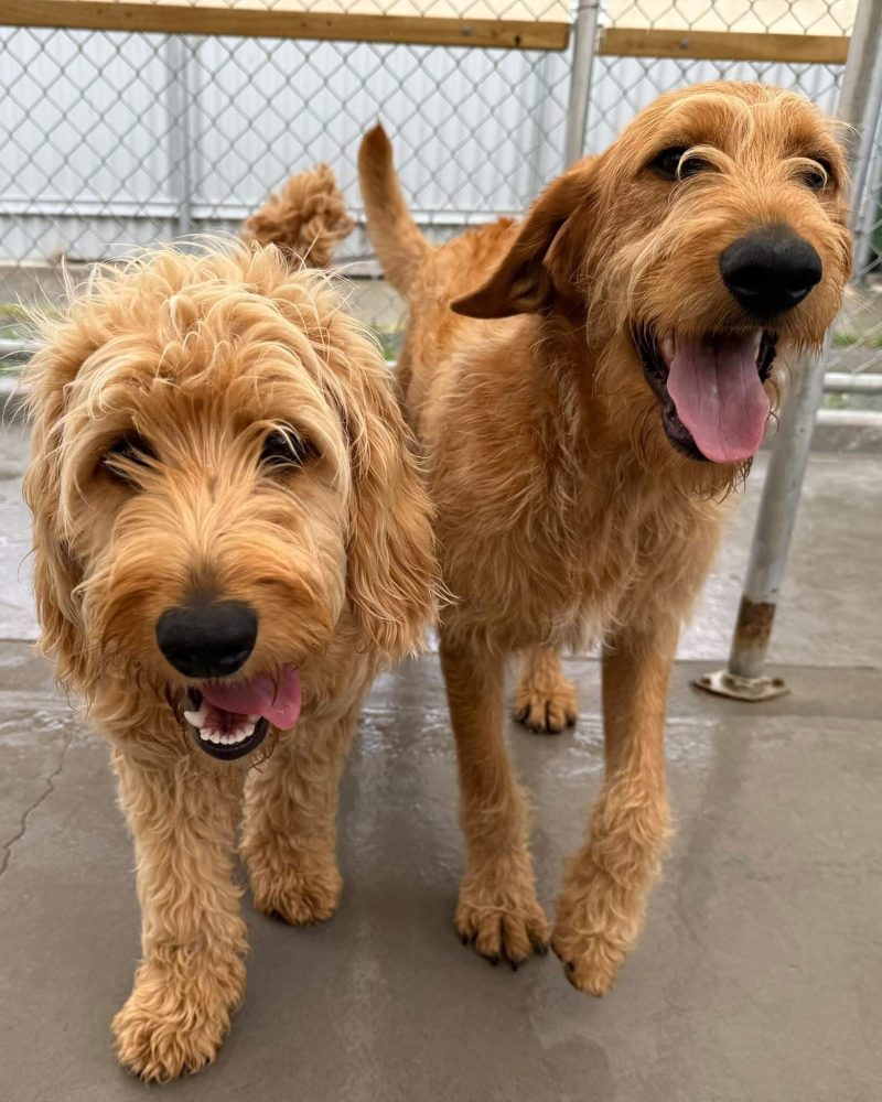 Aslan and Ursa posing for the camera