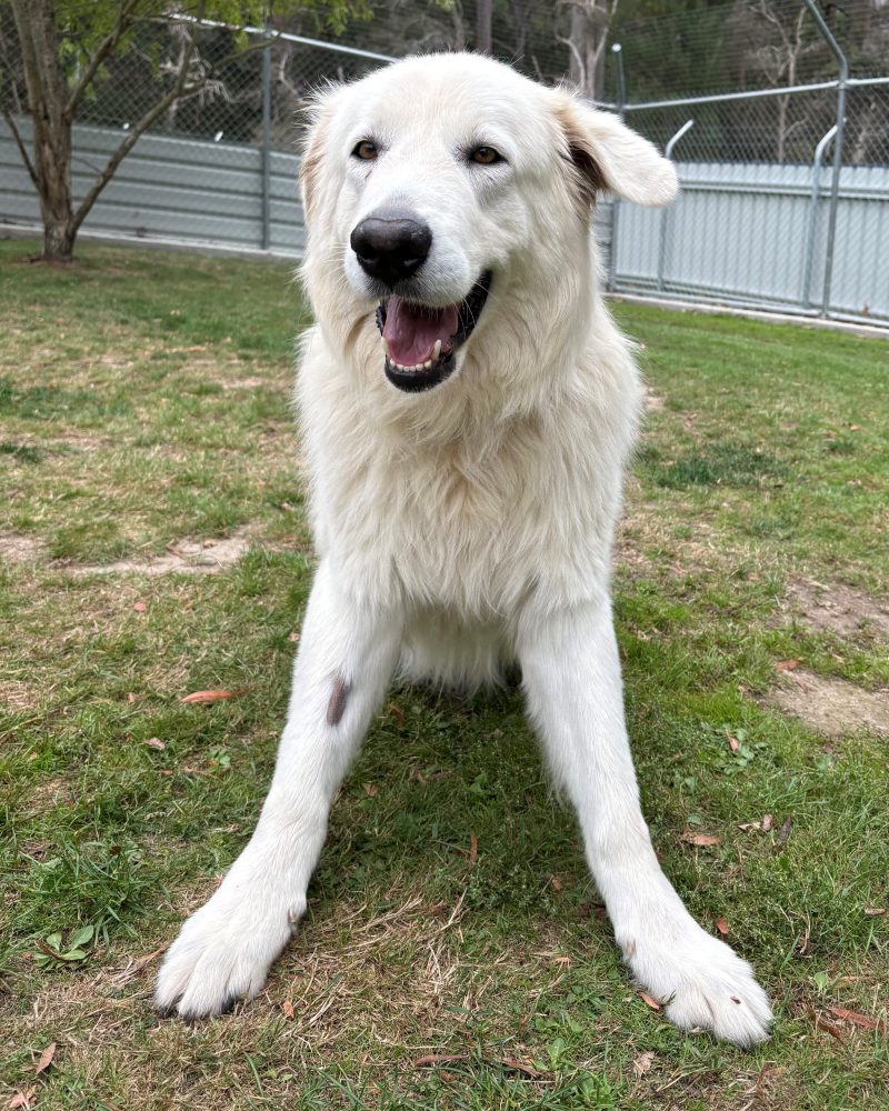 Jack outside play bowing at staff with a big smile