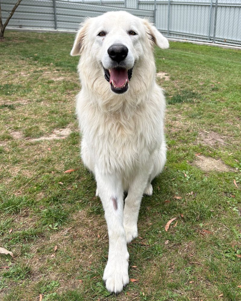 Jack sitting outside looking happy